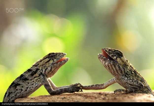 500px Photo ID: 116628603 - camera canon 60D

Macro lens tamron 90 mm VC