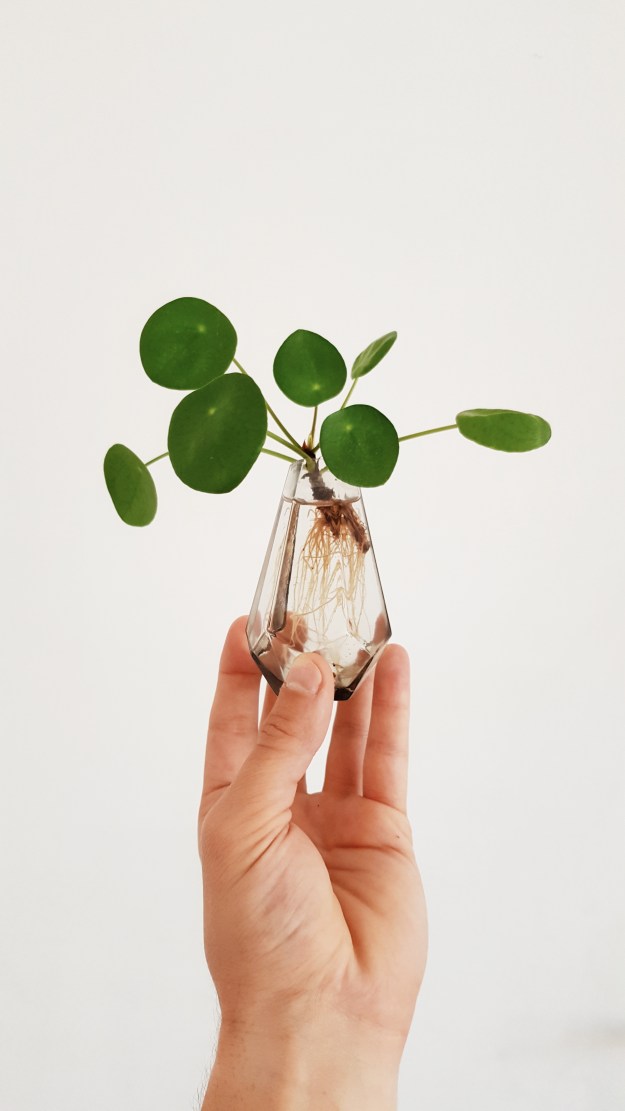 dreamstime_xxl_105034109